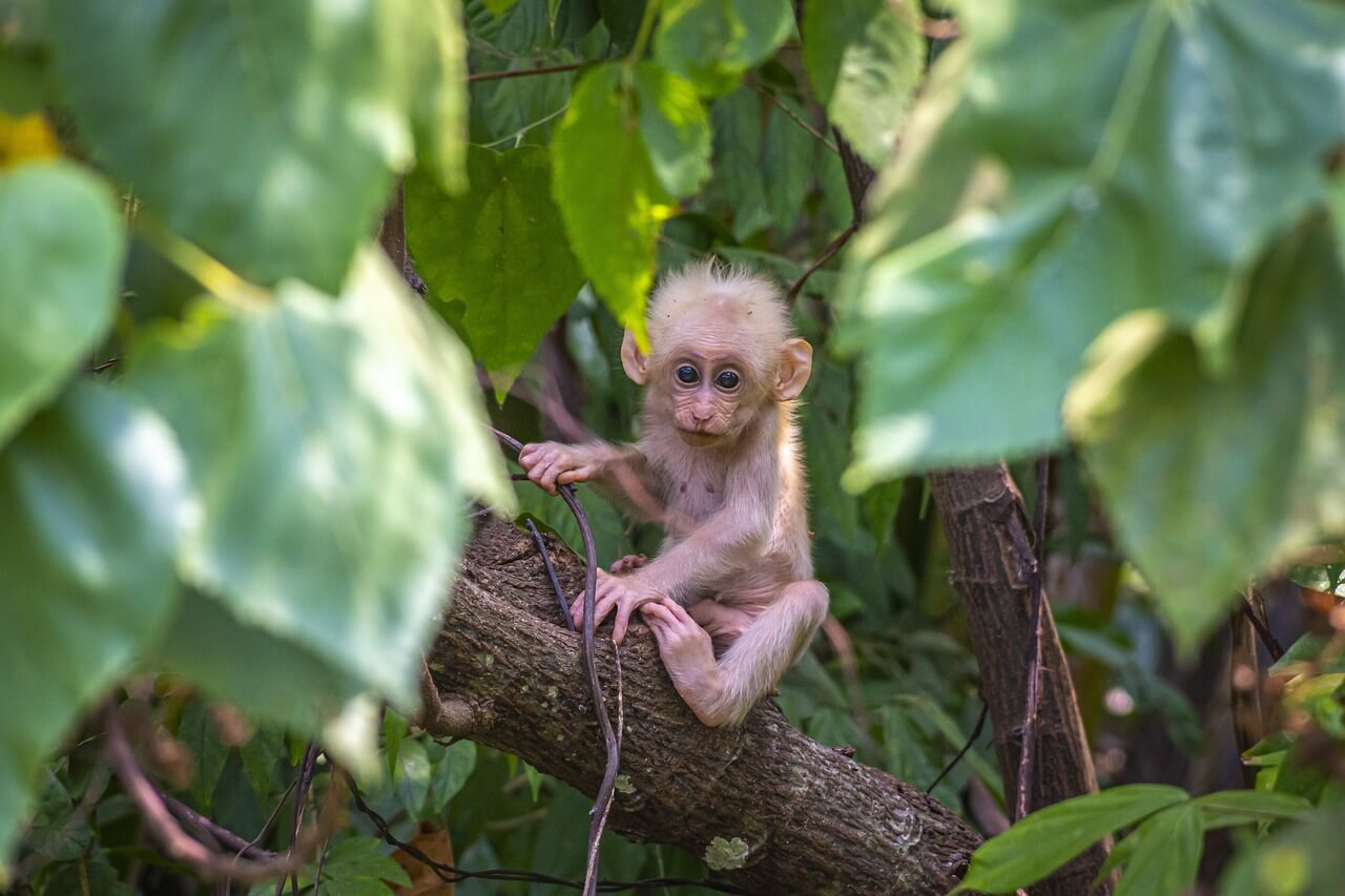 Norton Surf School - Monkey Forest Tour